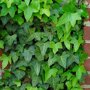 Hedera Helix, kleinbladige klimop